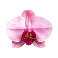 Orchid | Spring Flowers Names