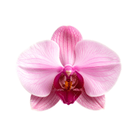 Orchid | Tropical Flowers Names