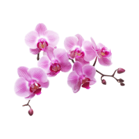 Orchid | Tropical Plants Names