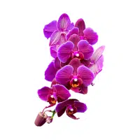 Orchid | Garden Flowers Names