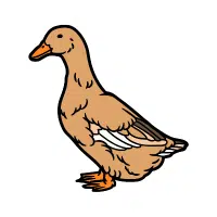 Orpington | Farm Birds Names