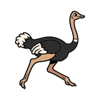 Ostrich | Zoo Birds Names