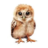 Owl | Zoo Birds Names