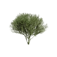 Palo | Desert Plants Names