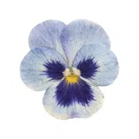 Pansy | Garden Plants Names