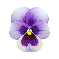 Pansy | Spring Flowers Names