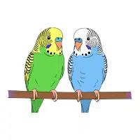 Parakeet | Forest Birds Names