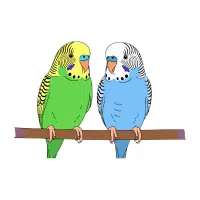 Parakeet | Zoo Birds Names