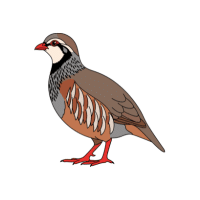 Partridge | Mountain Birds Names