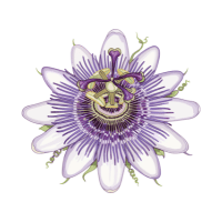 Passionflower | Tropical Plants Names