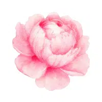 Peony | Garden Flowers Names