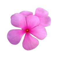 Periwinkle | Tropical Flowers Names