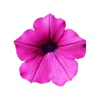 Petunia | Garden Plants Names