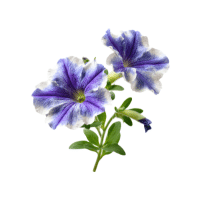Petunia | Tropical Flowers Names