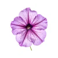 Petunia | Garden Flowers Names