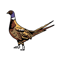 Pheasant | Mountain Birds Names