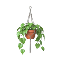 Philodendron | Tropical Plants Names