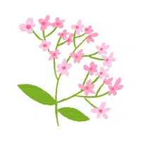 Phlox | Spring Flowers Names