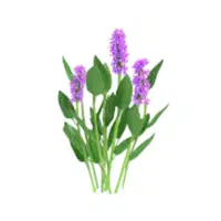 Pickerel | Water Flowers Names