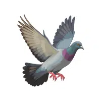 Pigeon | Farm Birds Names