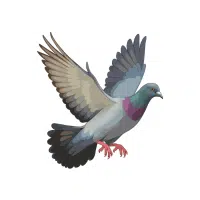 Pigeon | Zoo Birds Names