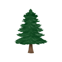 Pine | Wild Plants Names