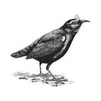 Pitta | Forest Birds Names