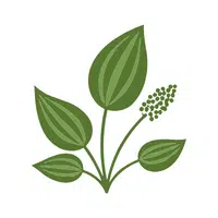 Plantain | Water Flowers Names