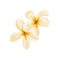 Plumeria | Tropical Flowers Names