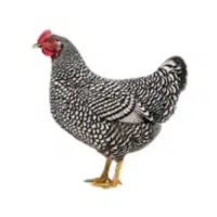 Plymouth Rock | Farm Birds Names