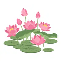 Pond Lily | Water Flowers Names