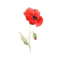 Poppy | Wild Plants Names