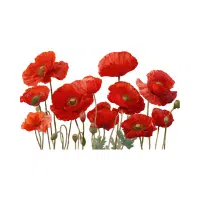 Poppy | Garden Flowers Names