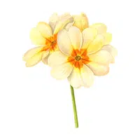 Primrose | Water Flowers Names