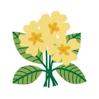 Primrose | Garden Flowers Names