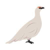 Ptarmigan | Mountain Birds Names