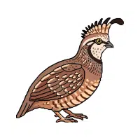 Quail | Farm Birds Names