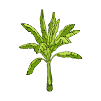 Ragweed | Wild Plants Names