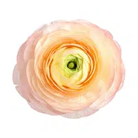 Ranunculus | Desert Flowers Names