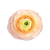 Ranunculus | Spring Flowers Names
