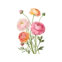 Ranunculus | Garden Flowers Names