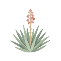 Red Yucca | Desert Plants Names