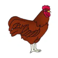 Rhode Island | Farm Birds Names
