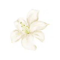 River Lily | Water Flowers Names