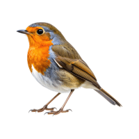 Robin | Mountain Birds Names