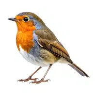 Robin | Forest Birds Names