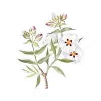 Rockrose | Desert Flowers Names