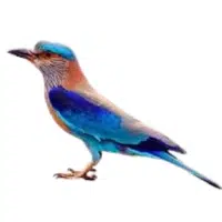 Roller | Forest Birds Names