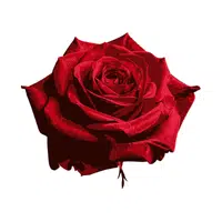 Rose | Desert Flowers Names