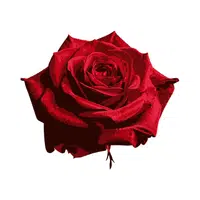 Rose | Water Flowers Names